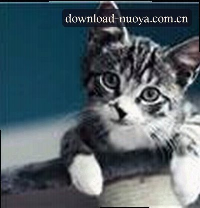 赵敏